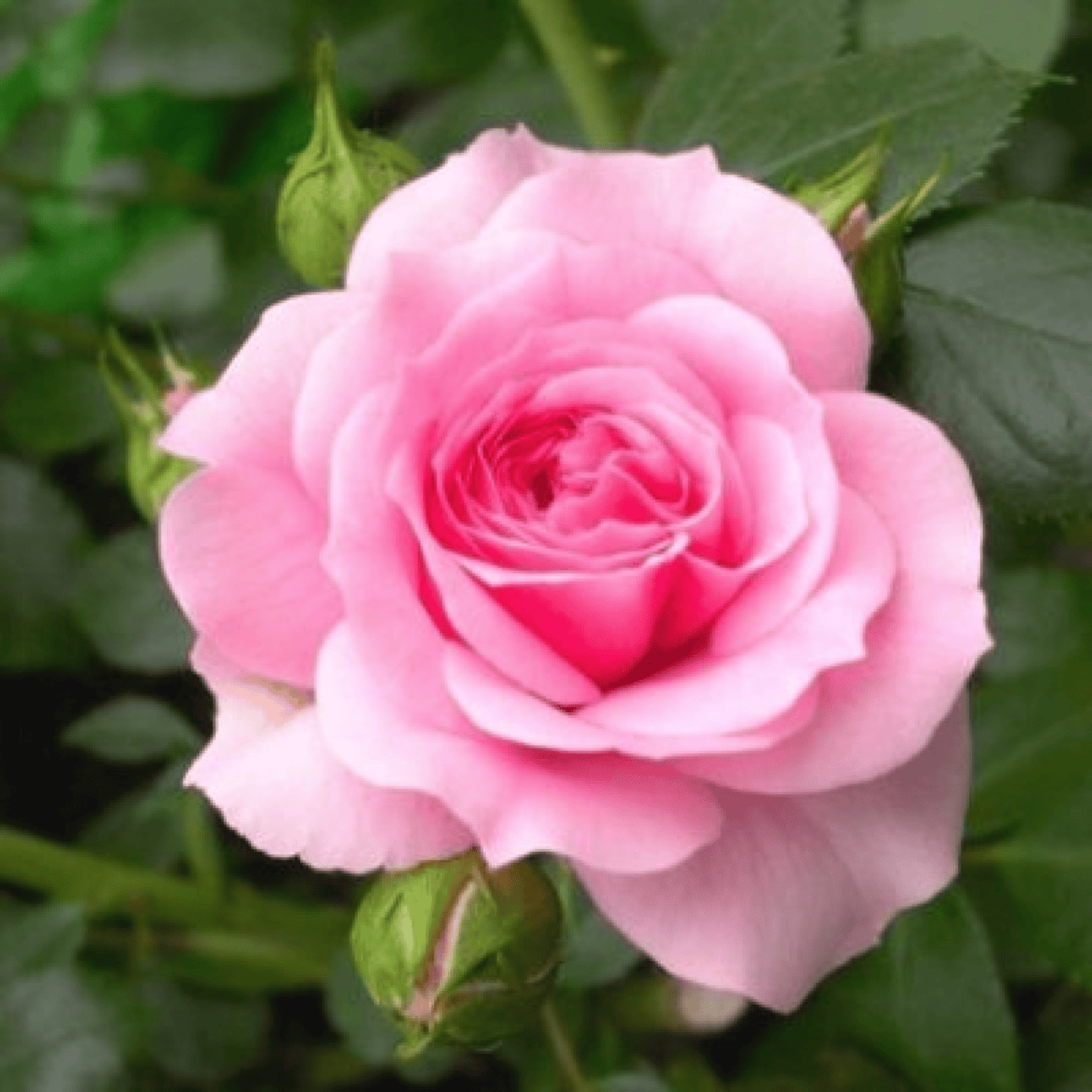 Light Pink Desi (Nadan or nattu) Rose Live Plant