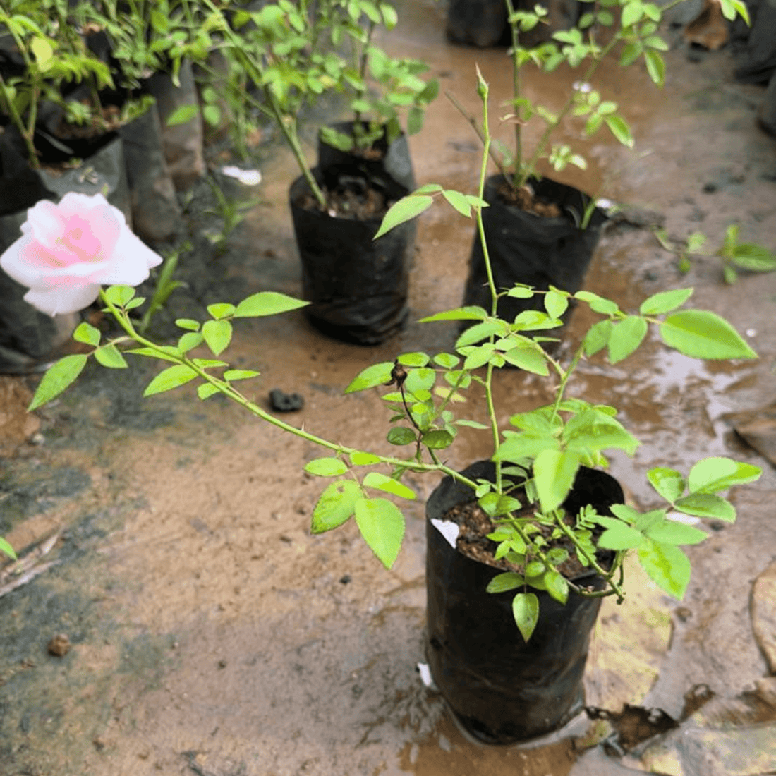 Light Pink Desi (Nadan or nattu) Rose Live Plant