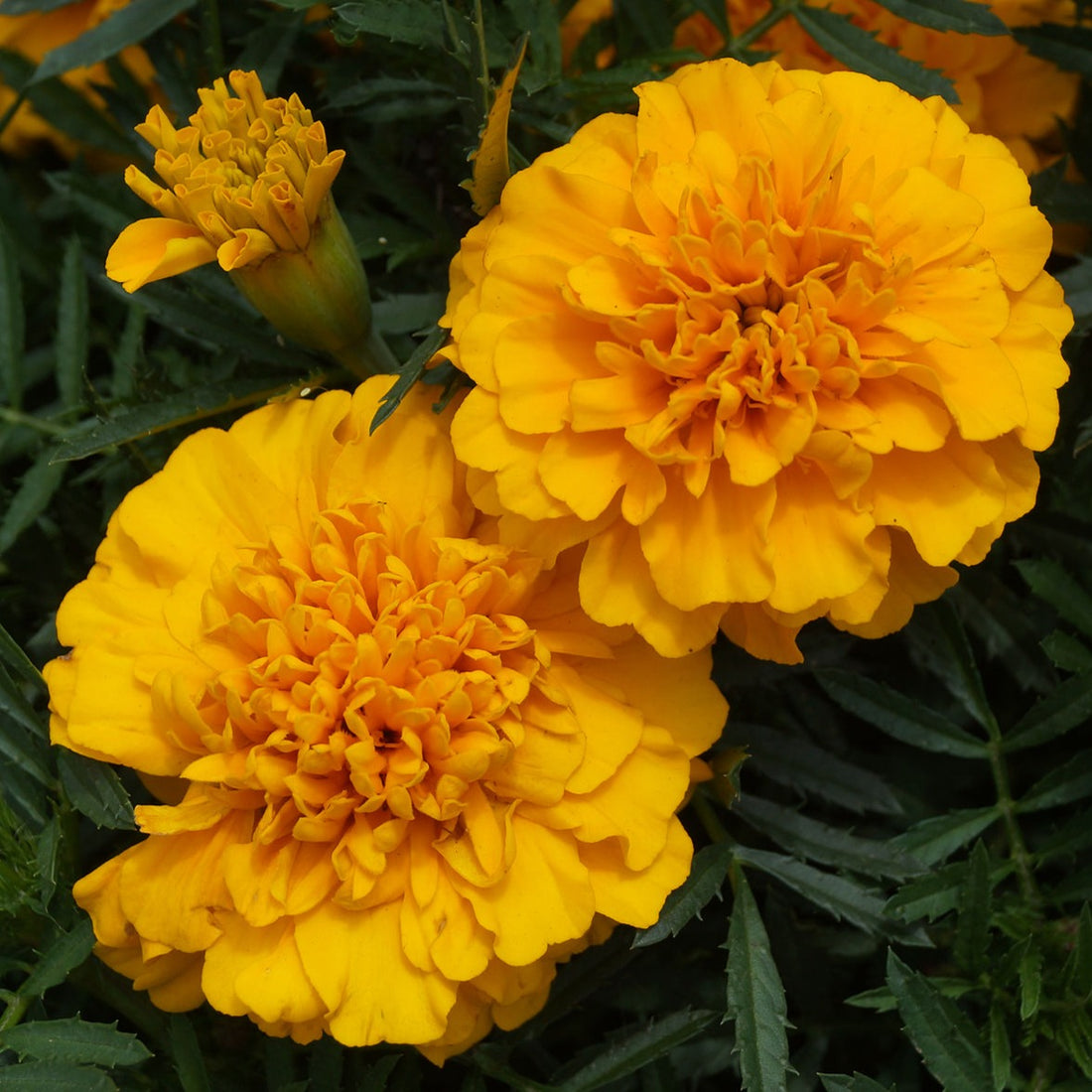 Light Orange Marigold All Time Flowering Live Plant