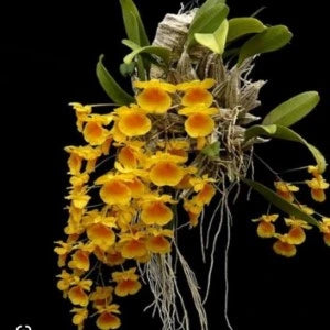 Dendrobium Lindleyi hybs (Seedling)