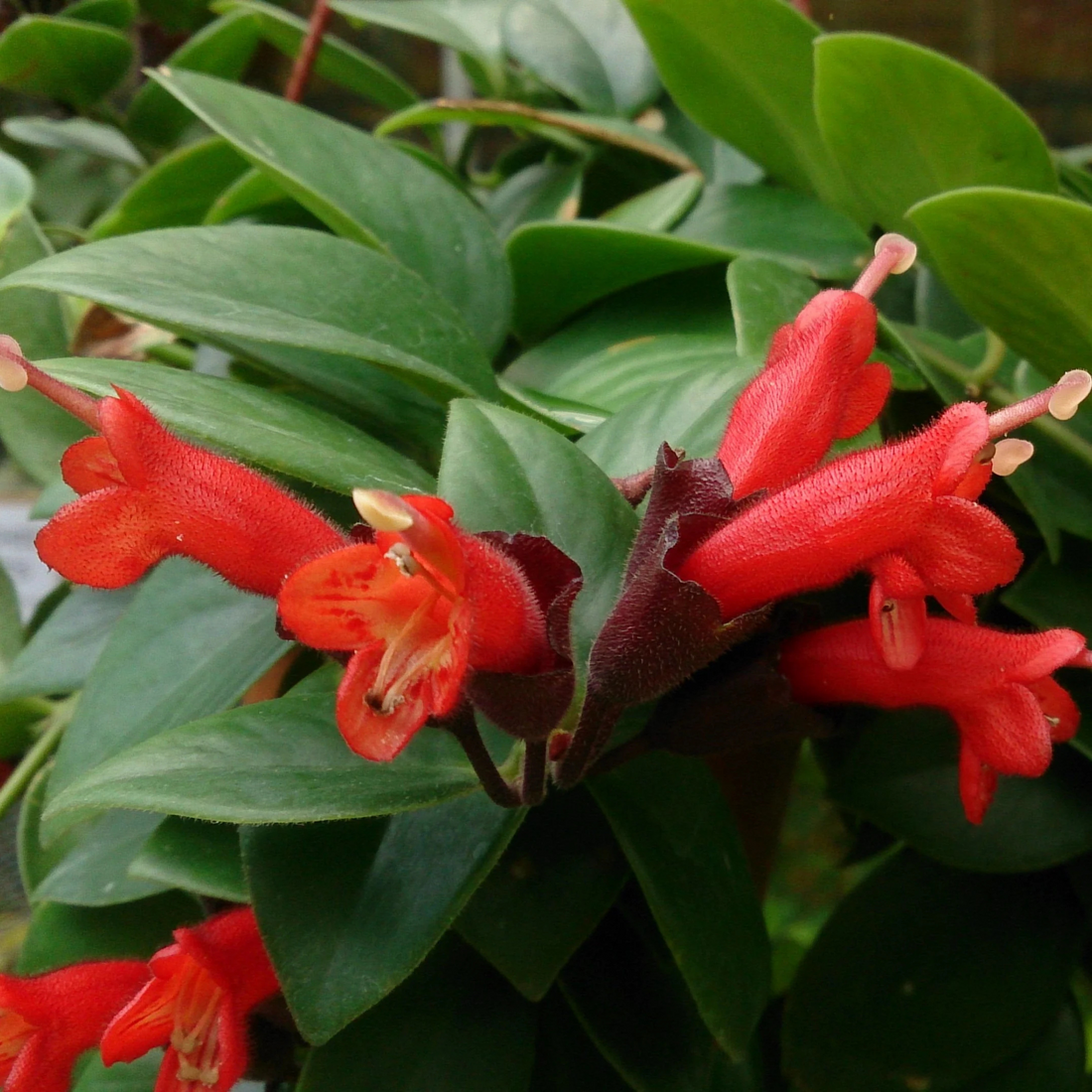 Lipstick Vine / Basket Vine (Aeschynanthus radicans) Rare Flowering Live Plant