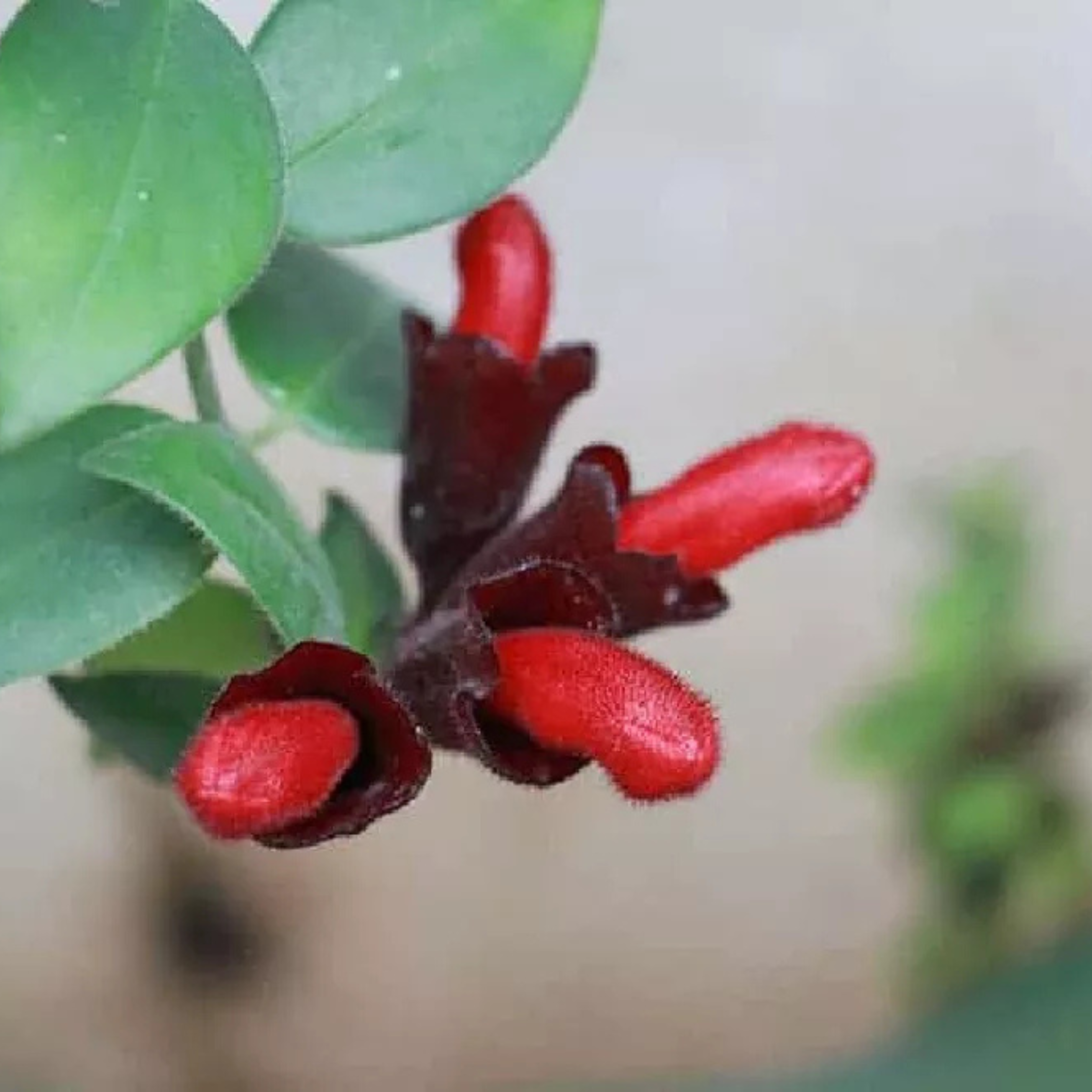 Lipstick Vine / Basket Vine (Aeschynanthus radicans) Rare Flowering Live Plant