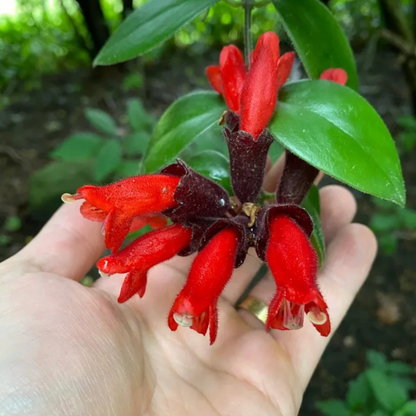 Lipstick Vine / Basket Vine (Aeschynanthus radicans) Rare Flowering Live Plant