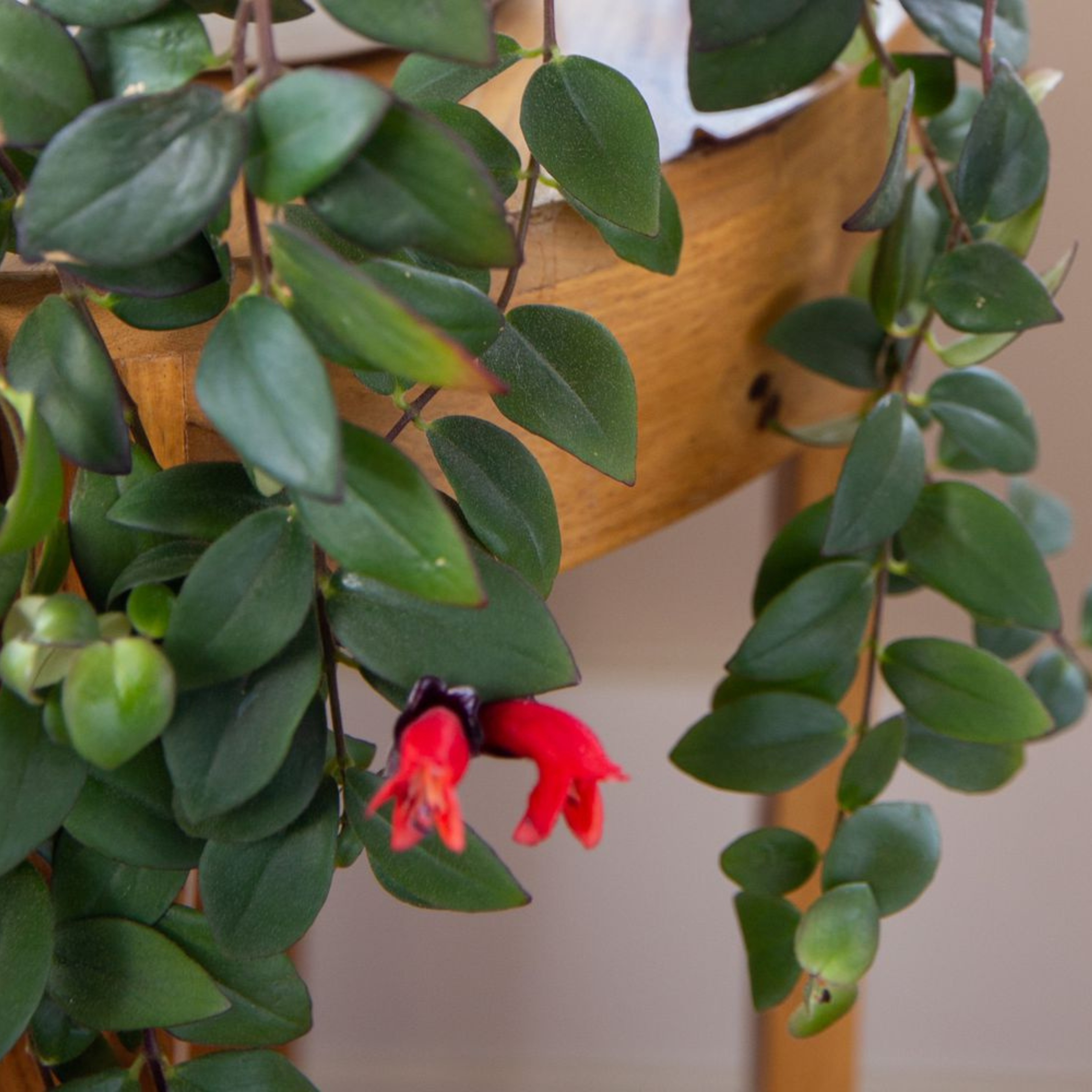 Lipstick Vine / Basket Vine (Aeschynanthus radicans) Rare Flowering Live Plant