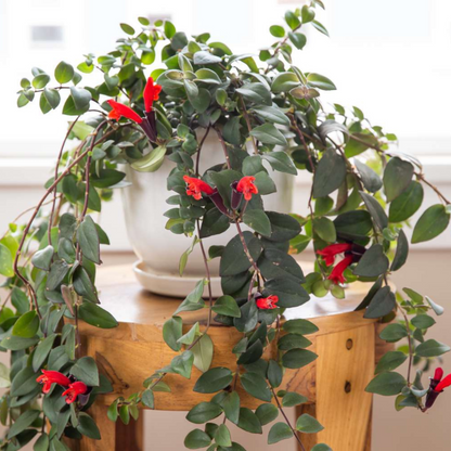 Lipstick Vine / Basket Vine (Aeschynanthus radicans) Rare Flowering Live Plant