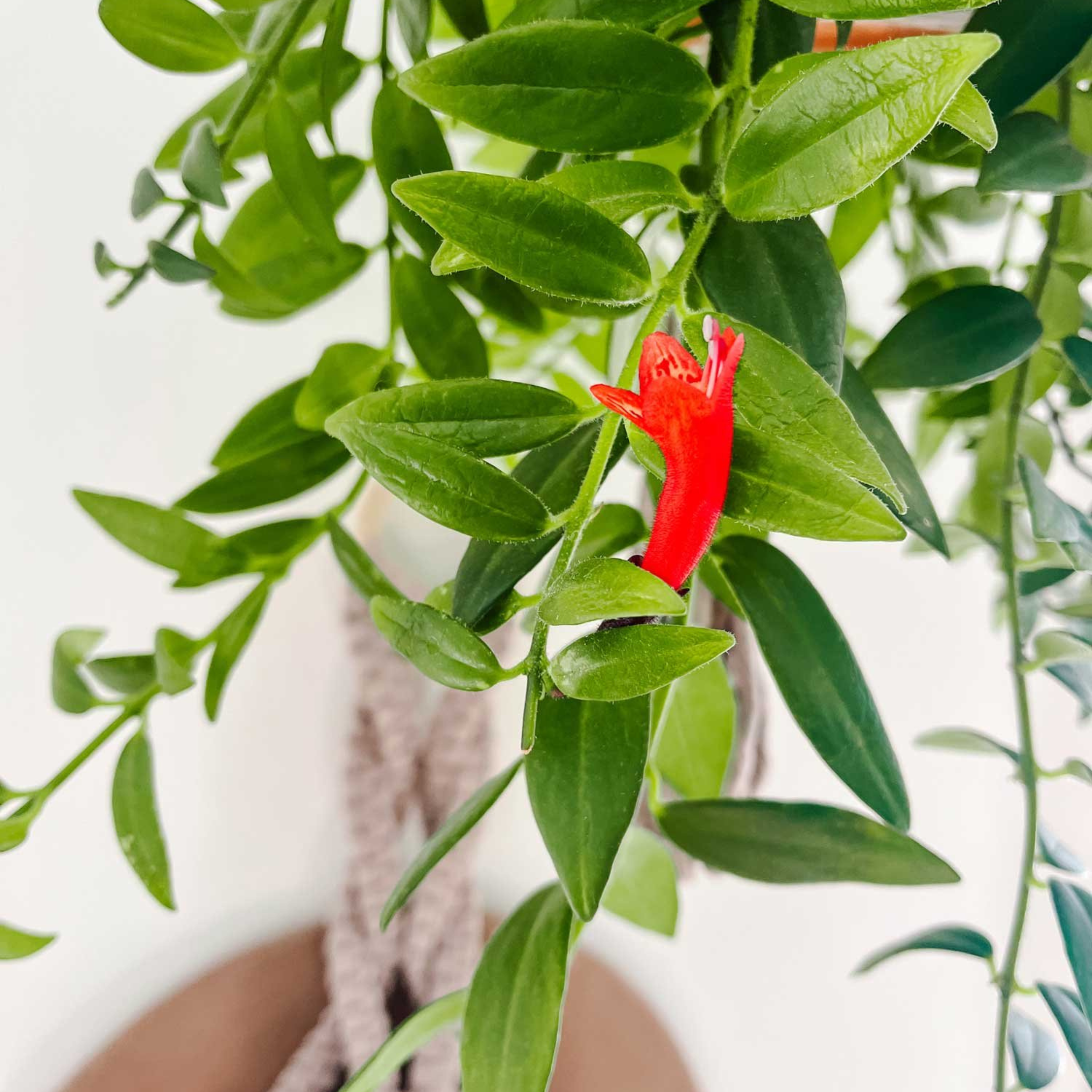 Lipstick Vine / Basket Vine (Aeschynanthus radicans) Rare Flowering Live Plant