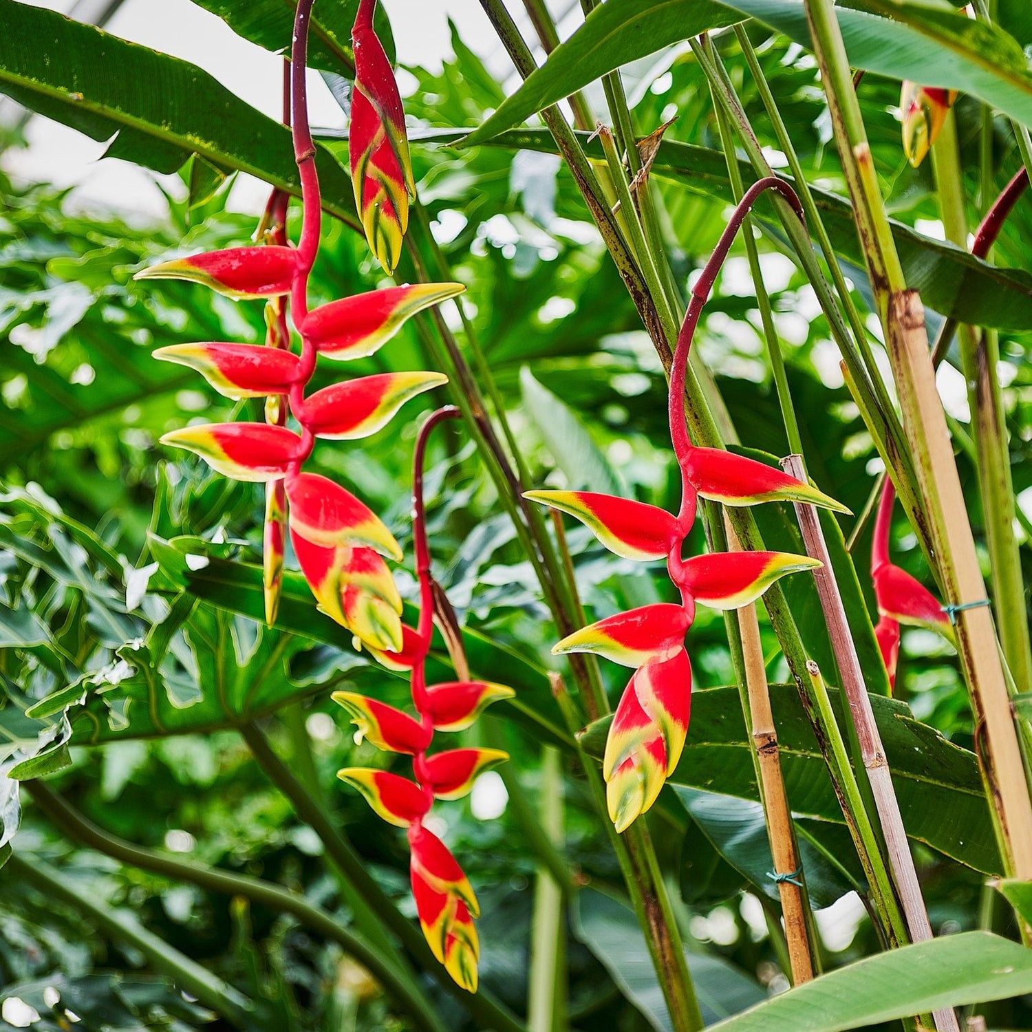 Heliconia Rostrata Flowering Live Plant