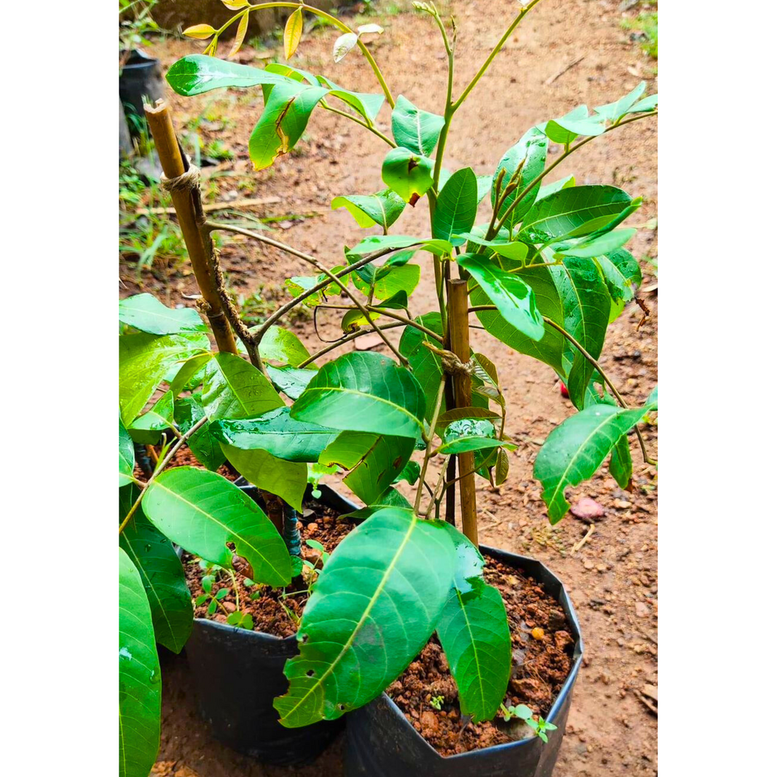 Longon 4 Season Fruit Live Plant