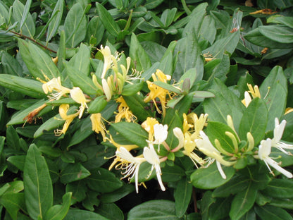 Honeysuckle (Madhumathi) Flowering Live Plant