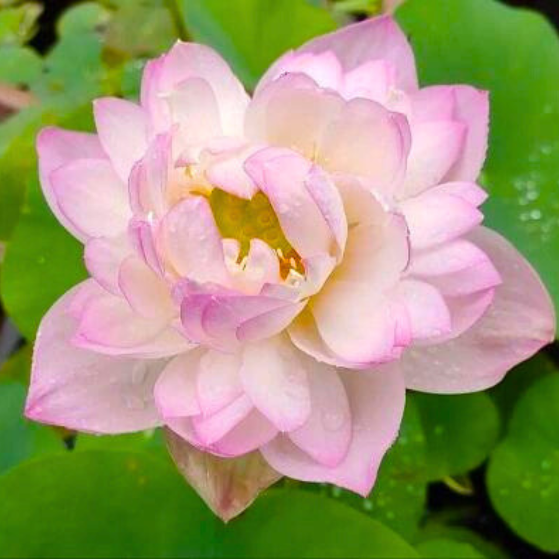 Lotus Nangyam