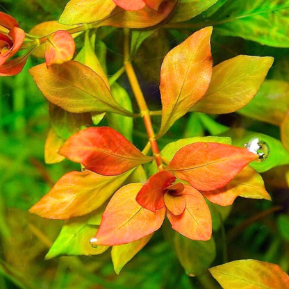 Ludwigia Atlantis Orange Aquatic Live Plant