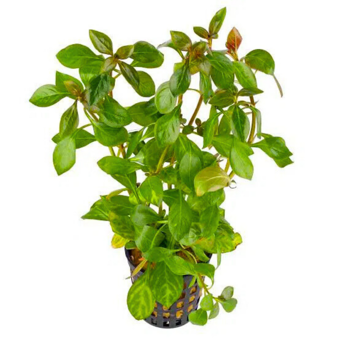 Ludwigia Atlantis Orange Aquatic Live Plant