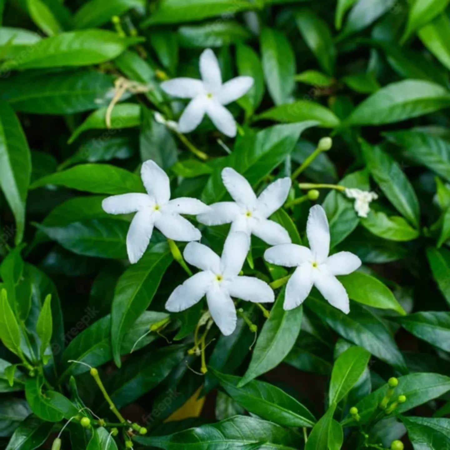 Dwarf Pinwheel (Mini Nandyarvattam) Fragrant All Time Flowering Live Plant