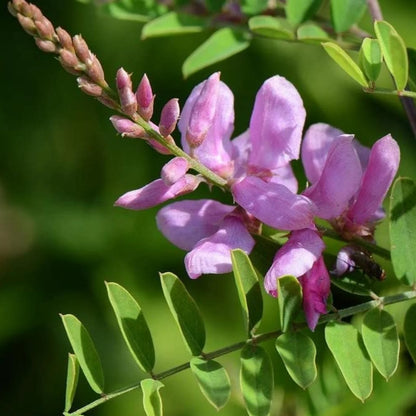 Indigo/ Neela Amari (Indigofera tinctoria) Live Plant