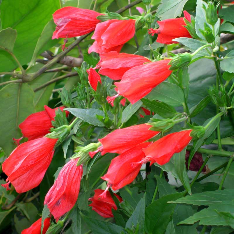 Sleeping Hibiscus Red (Malvaviscus) Flowering Live Plant