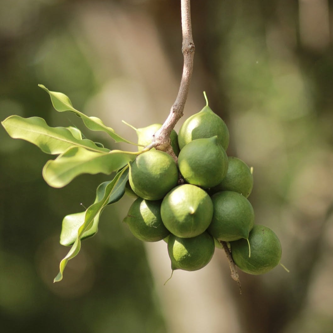 Macadamia Nut Layered Fruit Live Plant
