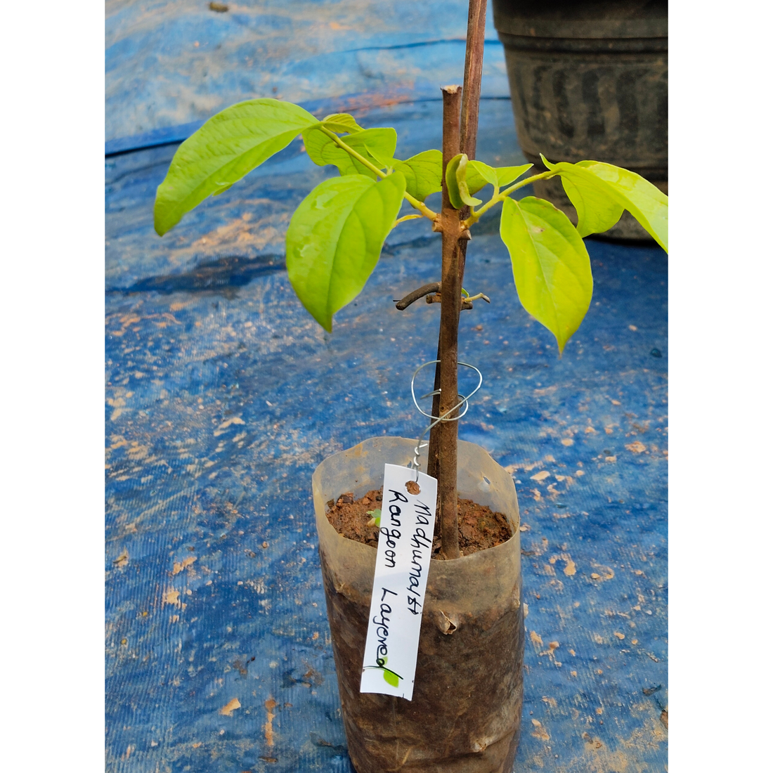 Madhumalti, Rangoon (Double Petals) Layered Live Plant