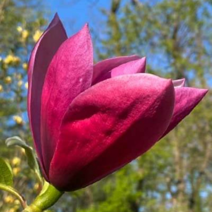 Magnolia grandiflora Maroon (Bull Bay) Rare Flowering Live Plant