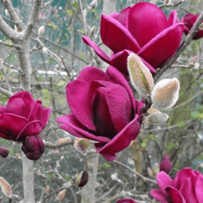 Magnolia grandiflora Maroon (Bull Bay) Rare Flowering Live Plant