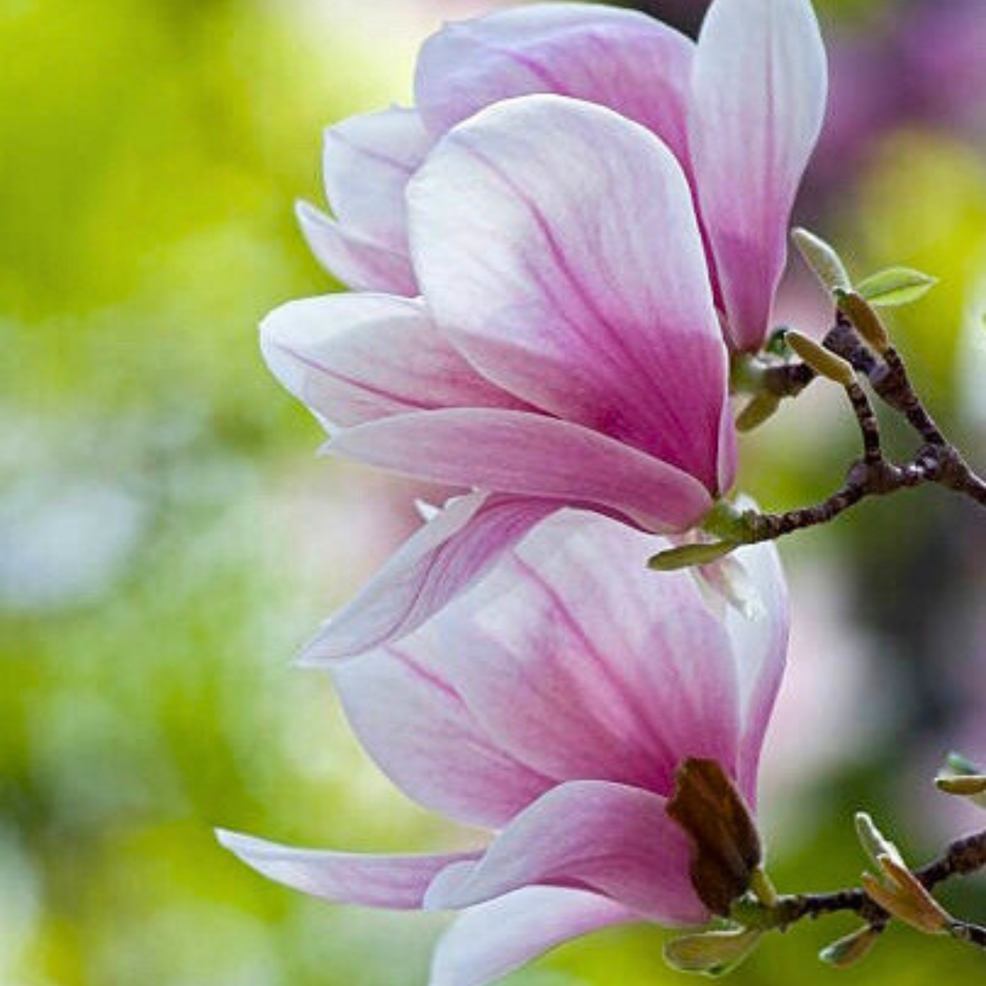 Magnolia grandiflora Pink (Bull Bay) Rare Flowering Live Plant