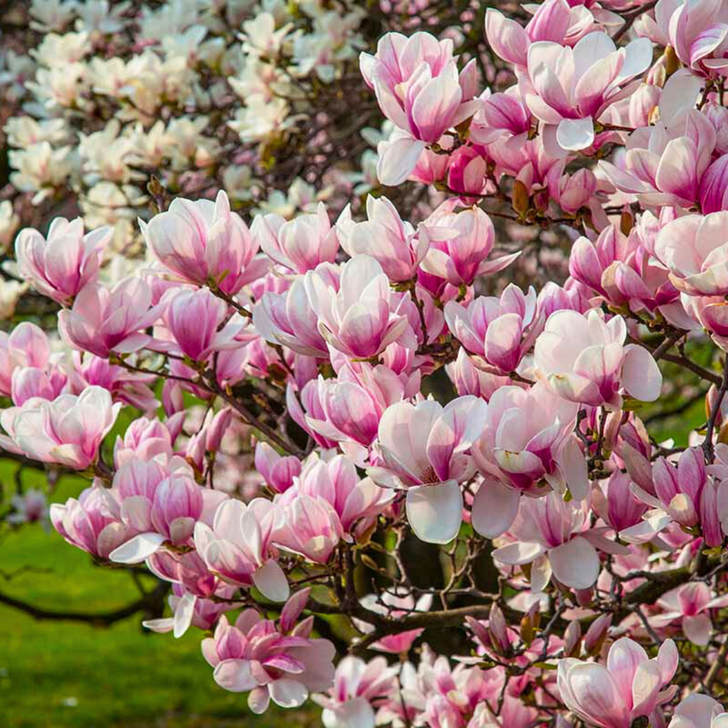 Magnolia grandiflora Pink (Bull Bay) Rare Flowering Live Plant