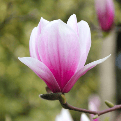 Magnolia grandiflora Pink (Bull Bay) Rare Flowering Live Plant