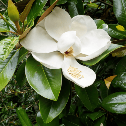 Magnolia grandiflora White (Bull Bay) Rare Flowering Live Plant