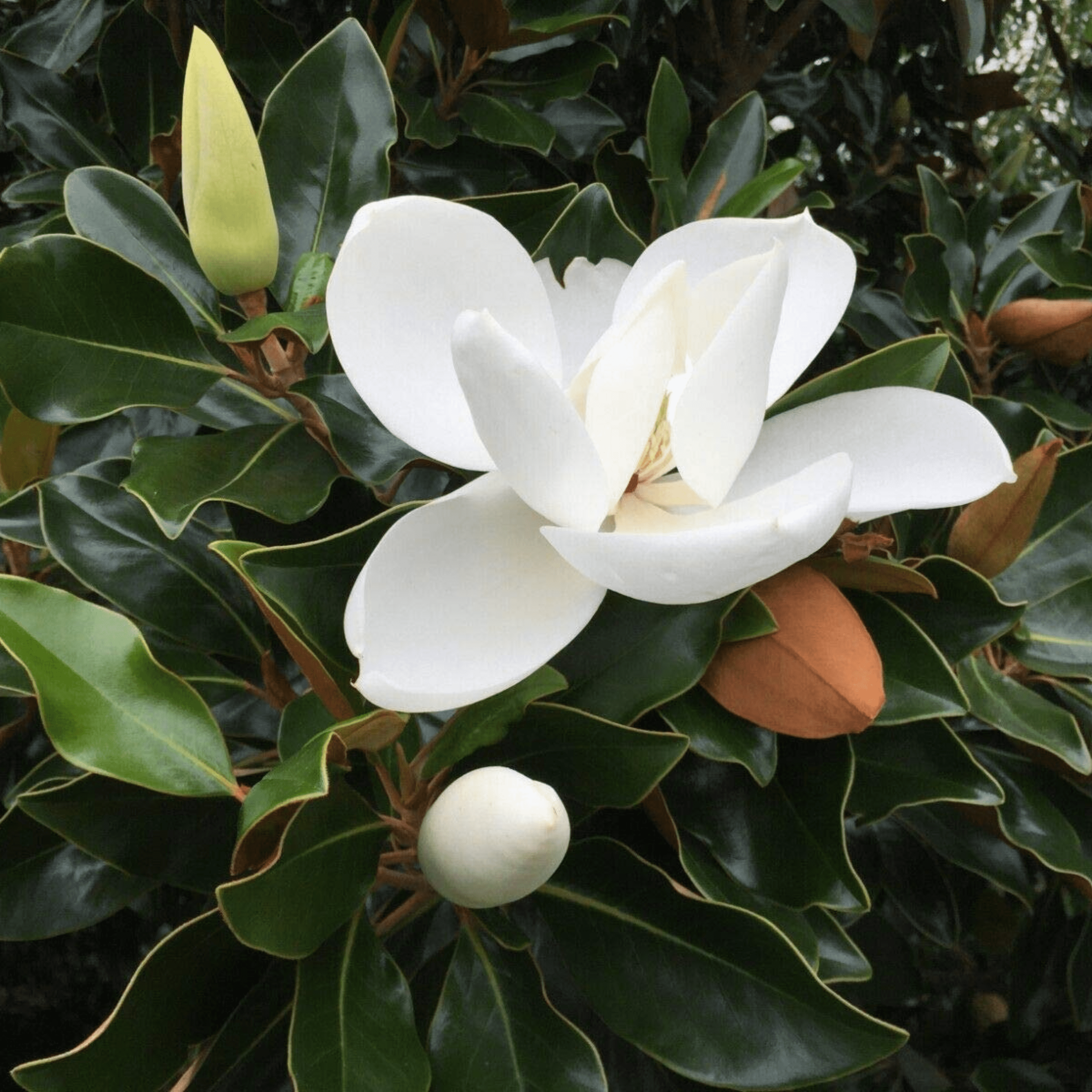 Magnolia grandiflora White (Bull Bay) Rare Flowering Live Plant