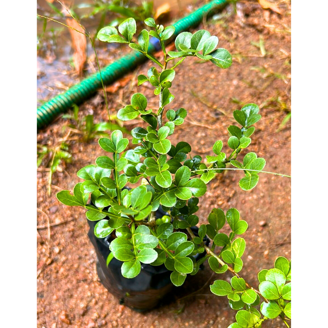 Maha Vilvam/ Bilva (Aegle marmelos) Live Plant