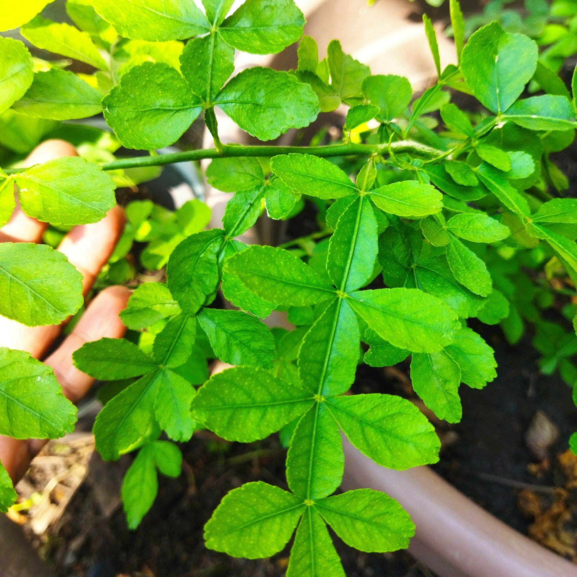 Maha Vilvam/ Bilva (Aegle marmelos) Live Plant