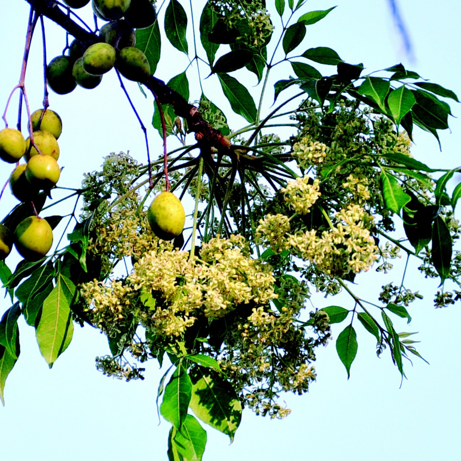 Malabar Neem (Melia dubia) Live Plant