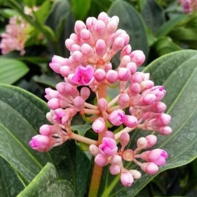 Medinilla Speciosa Pink Flowering Live Plant