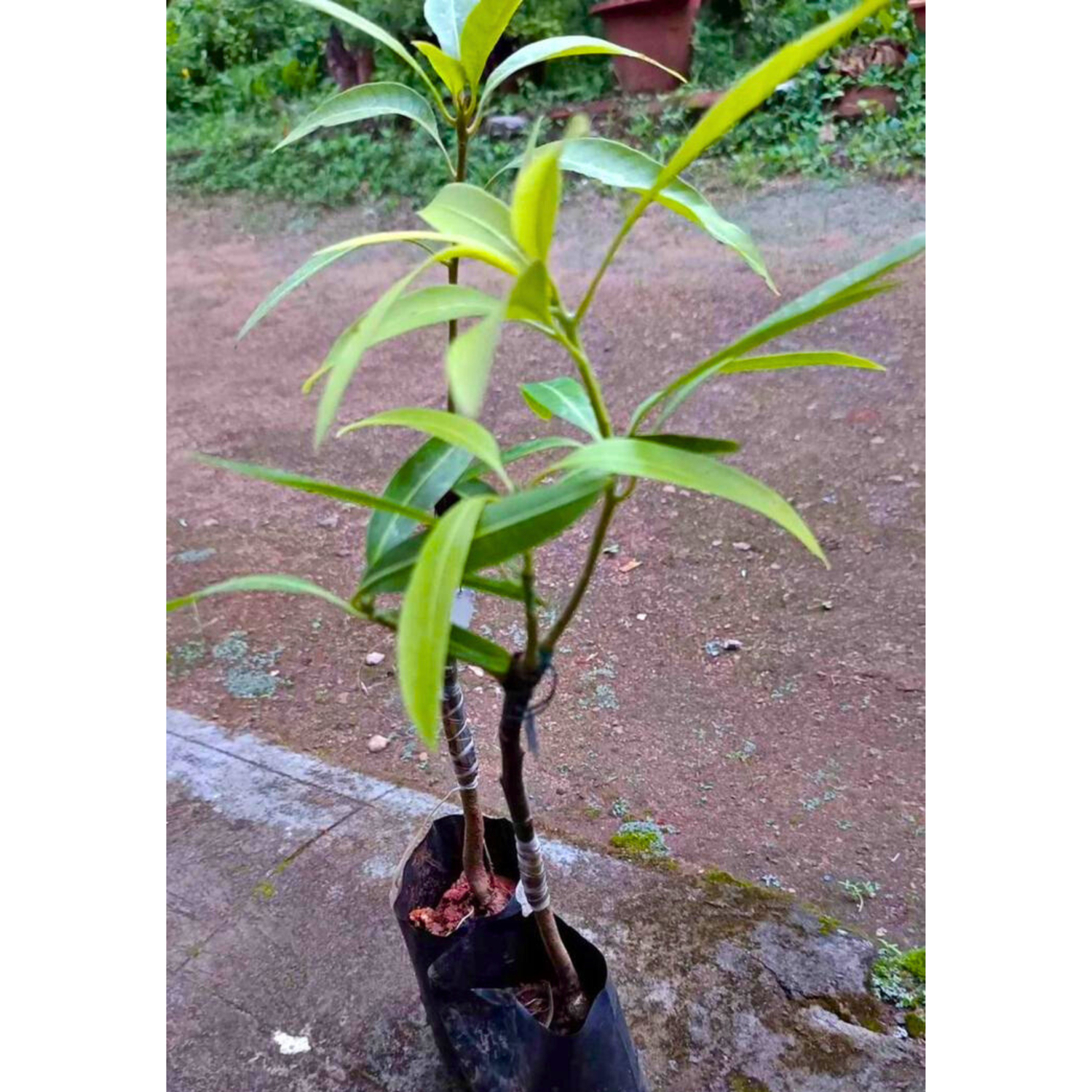 Mallika Mango Grafted Live Plant