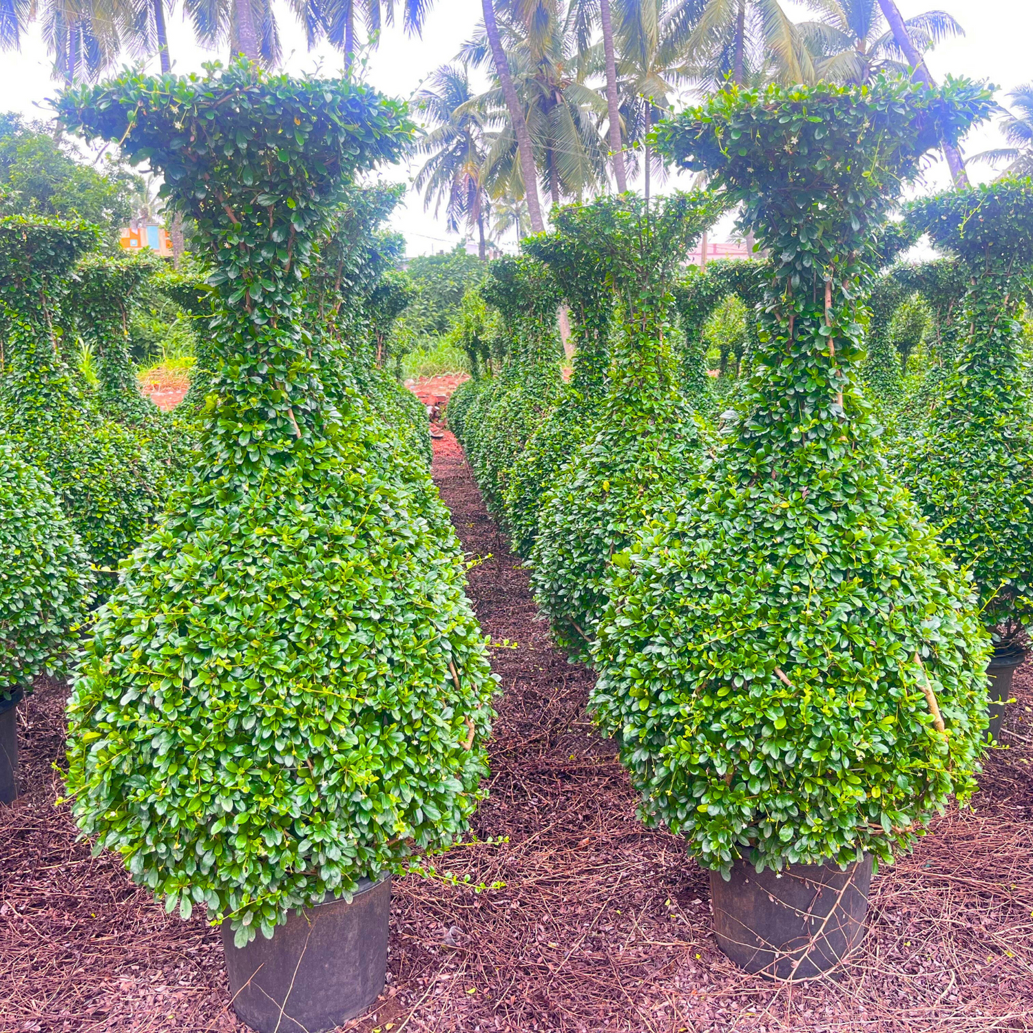 Malpighia (Carmona microphylla retusa) Ornamental Live Plant
