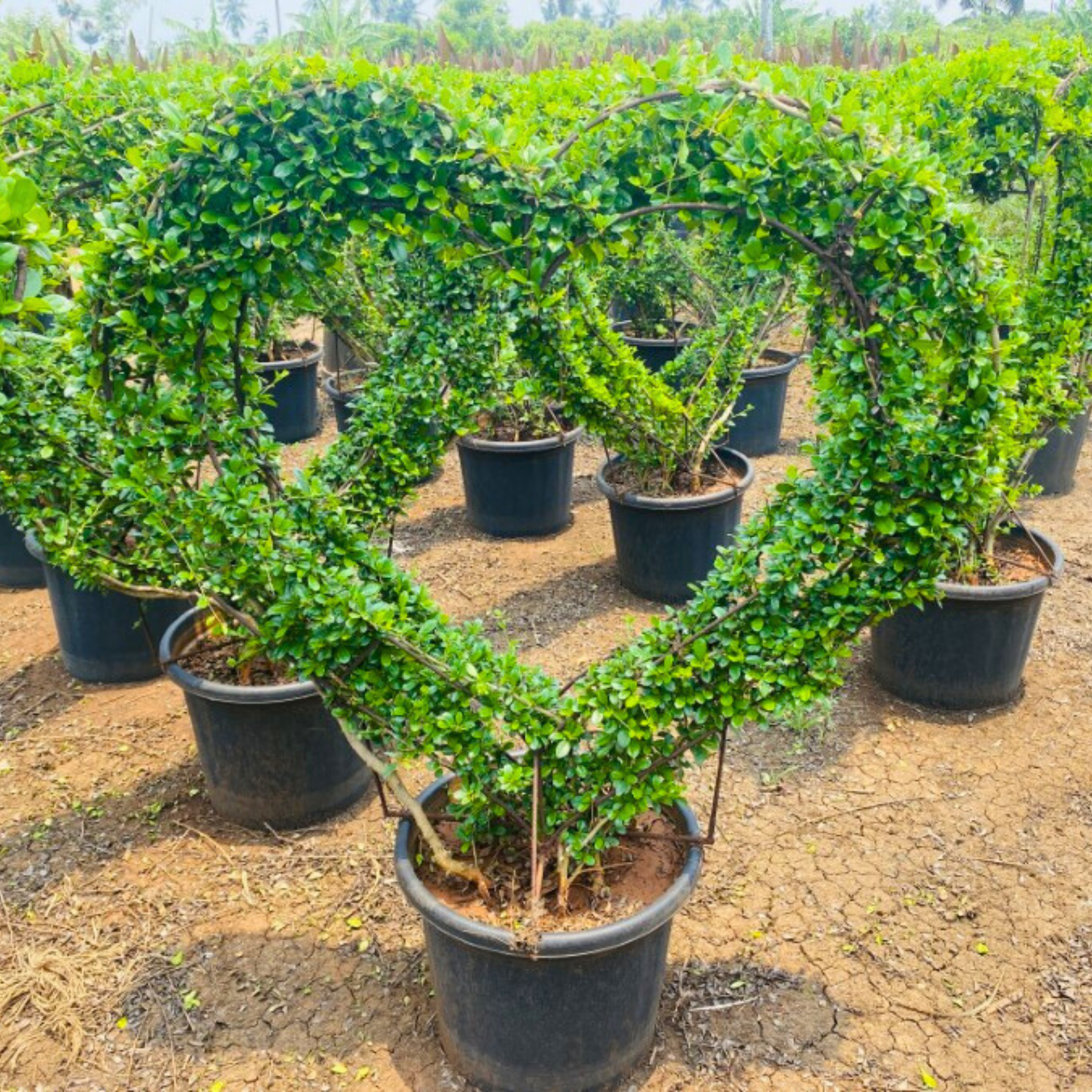 Malpighia (Carmona microphylla retusa) Ornamental Live Plant