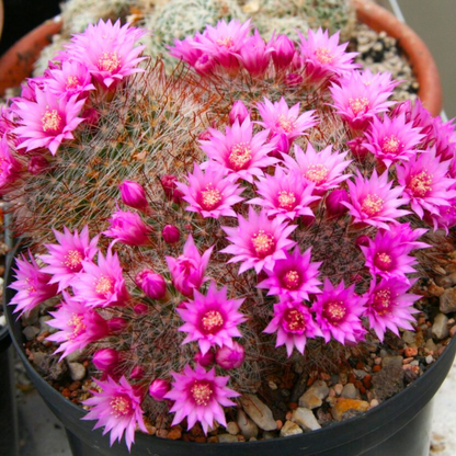 Mammillaria Zeilmanniana Cactus