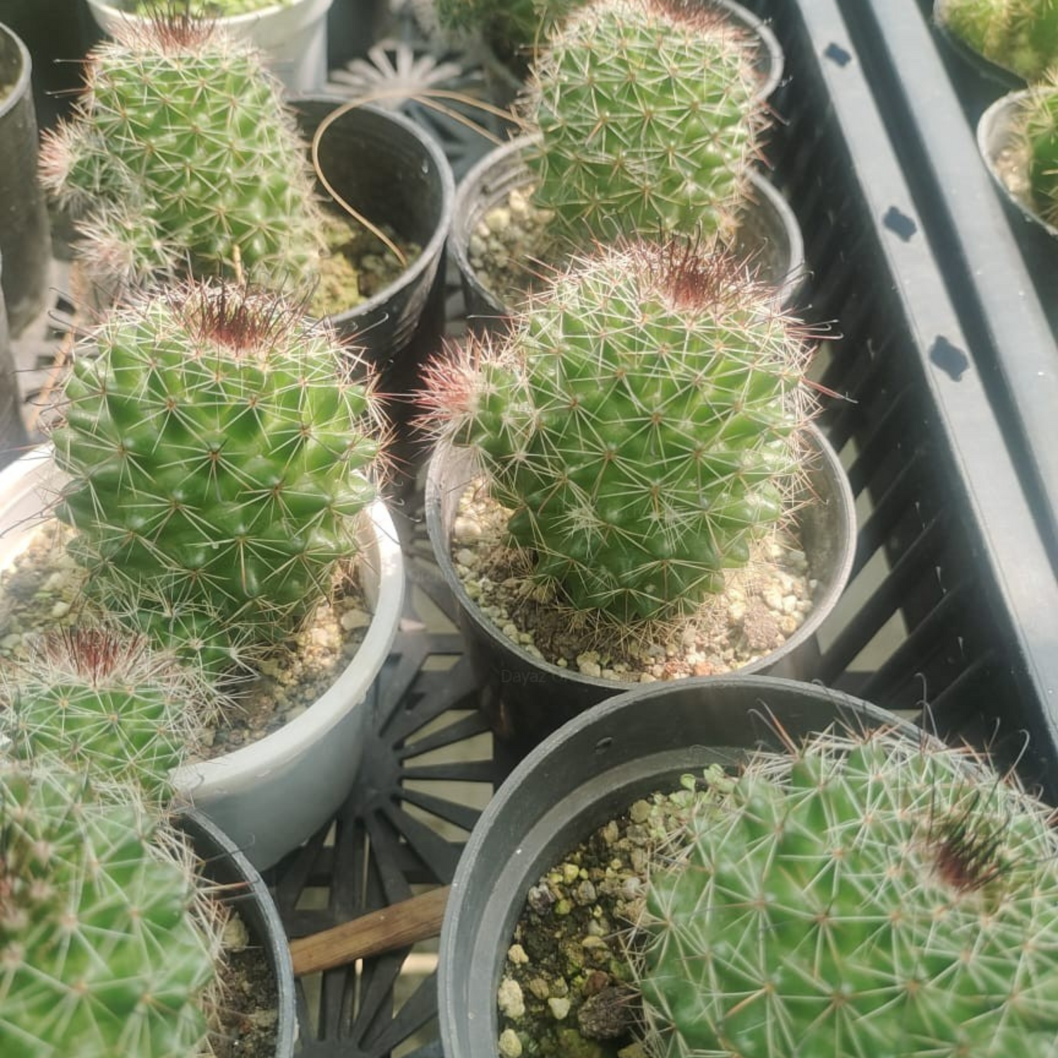 Mammillaria Zeilmanniana Cactus