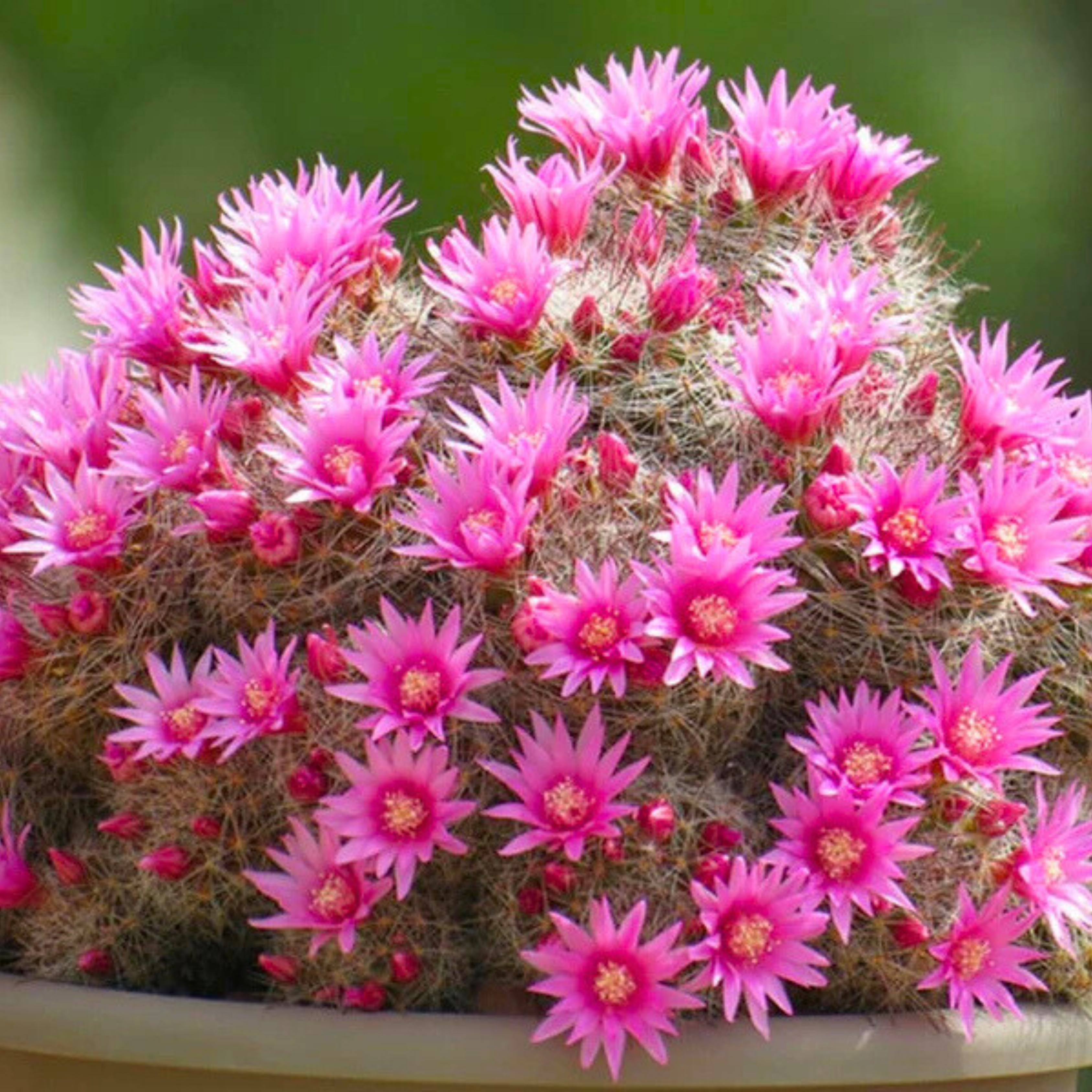 Mammillaria Zeilmanniana Cactus