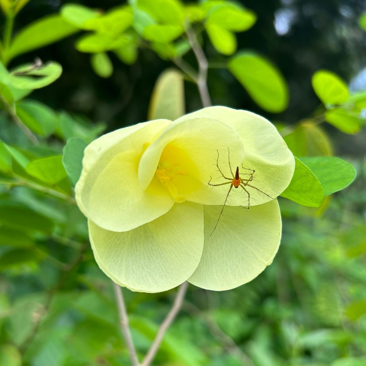 Mandaram Yellow (Bauhinia tomentosa) Rare Flowering Live Plant
