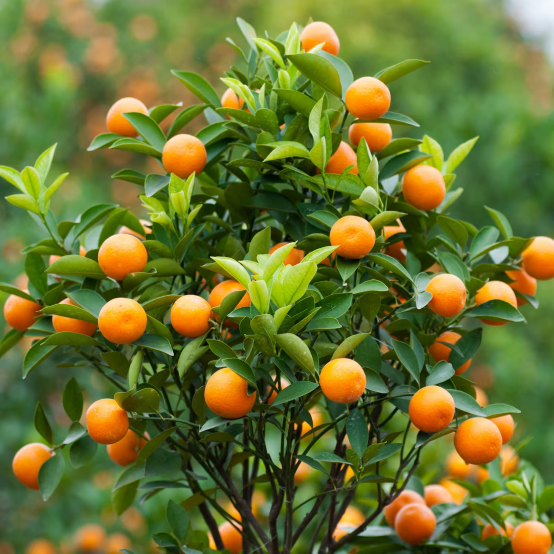 Mandarin Orange Sweet (Citrus reticulata) Grafted Live Plant
