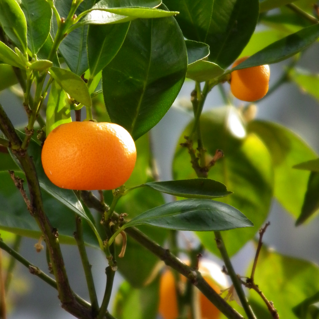 Mandarin Orange Sweet (Citrus reticulata) Grafted Live Plant