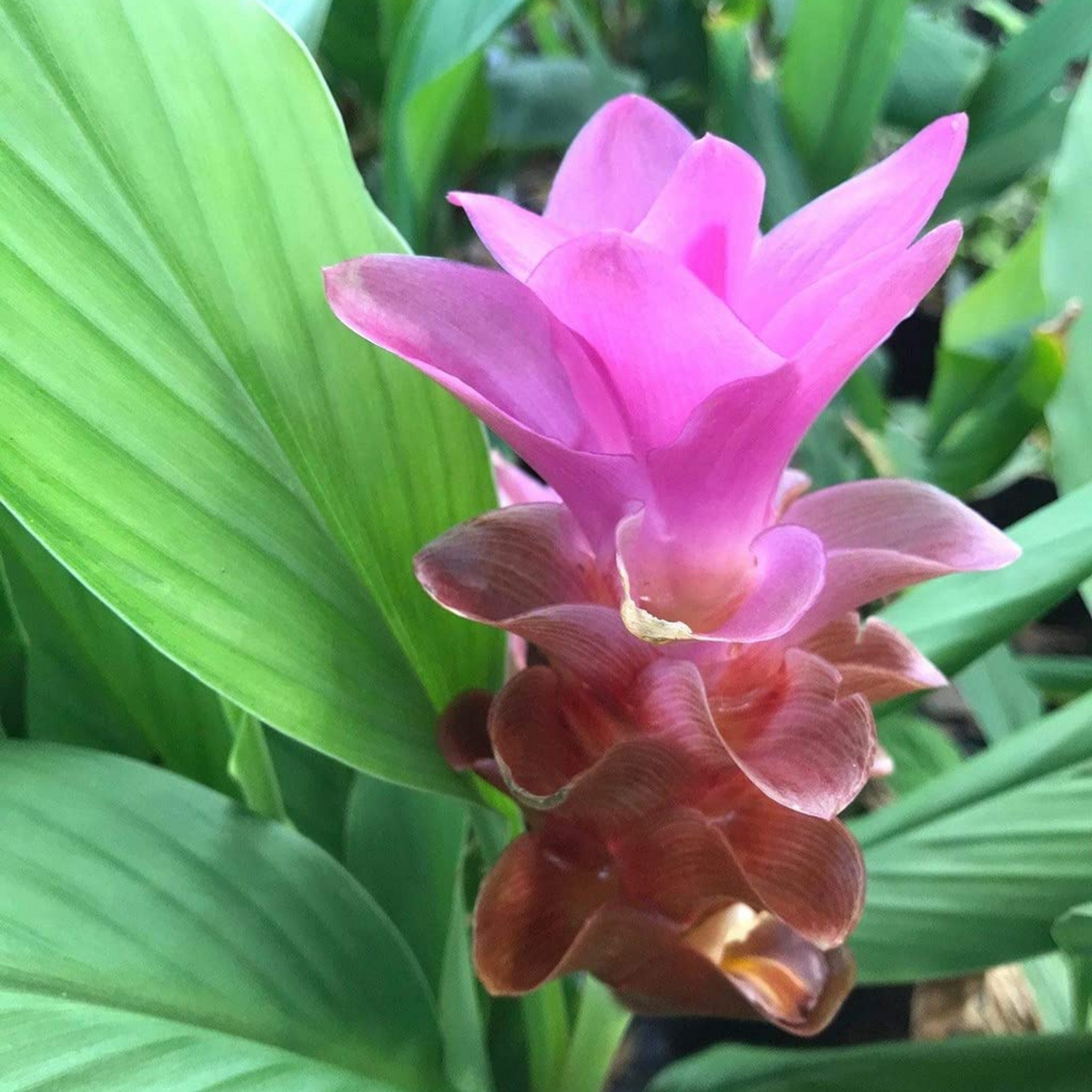 Mango Ginger (Curcuma amada) Spice Plant