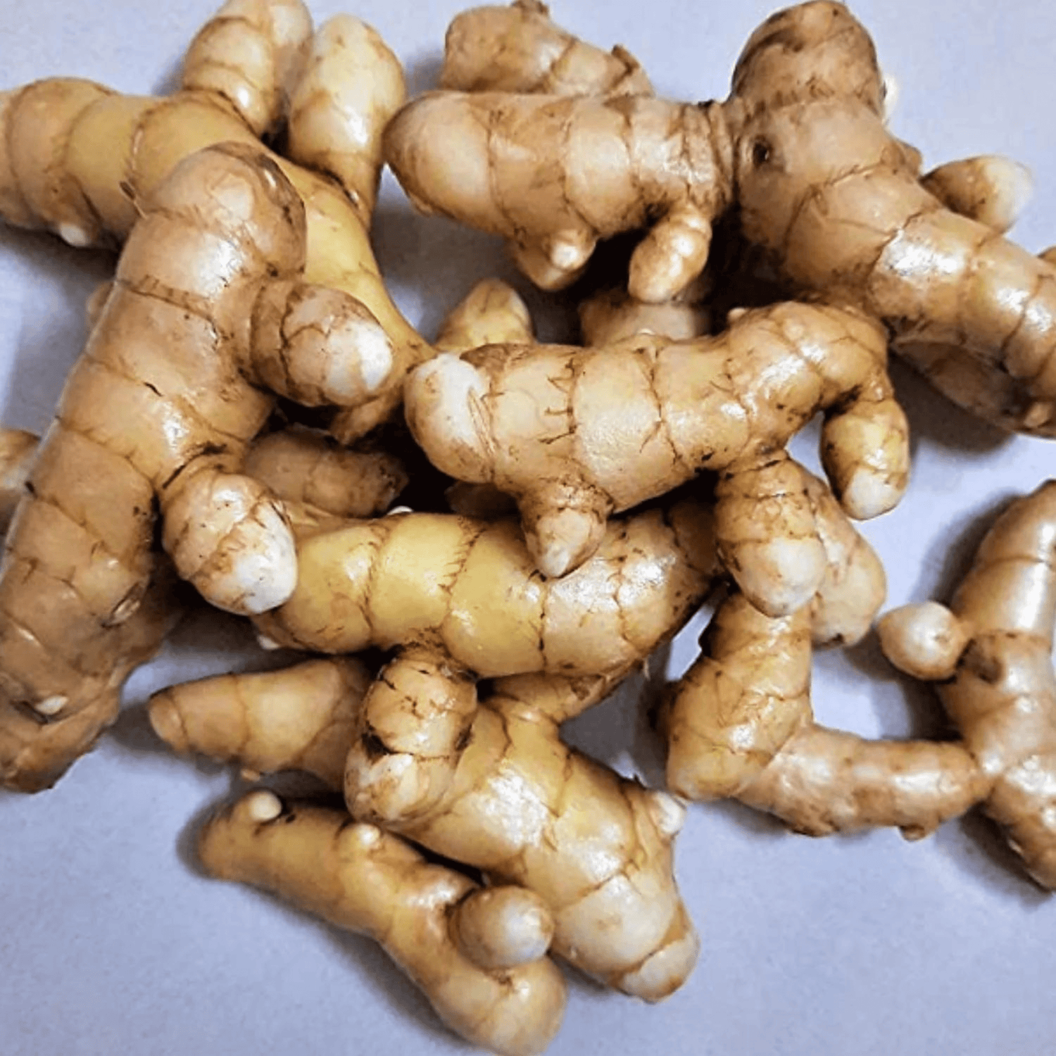 Mango Ginger (Curcuma amada) Spice Plant