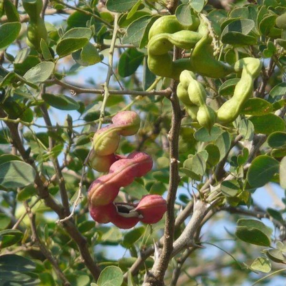 Manila Tamarind / Madras thorn (Pithecellobium dulce) Live Plant