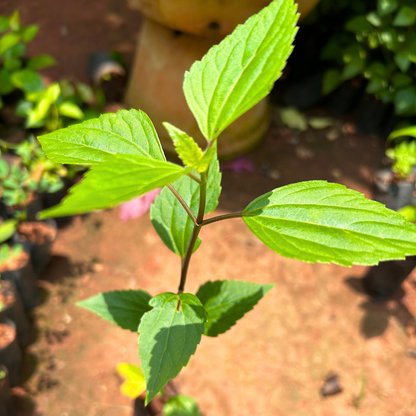 Manjal Tulsi Medicinal Live Plant