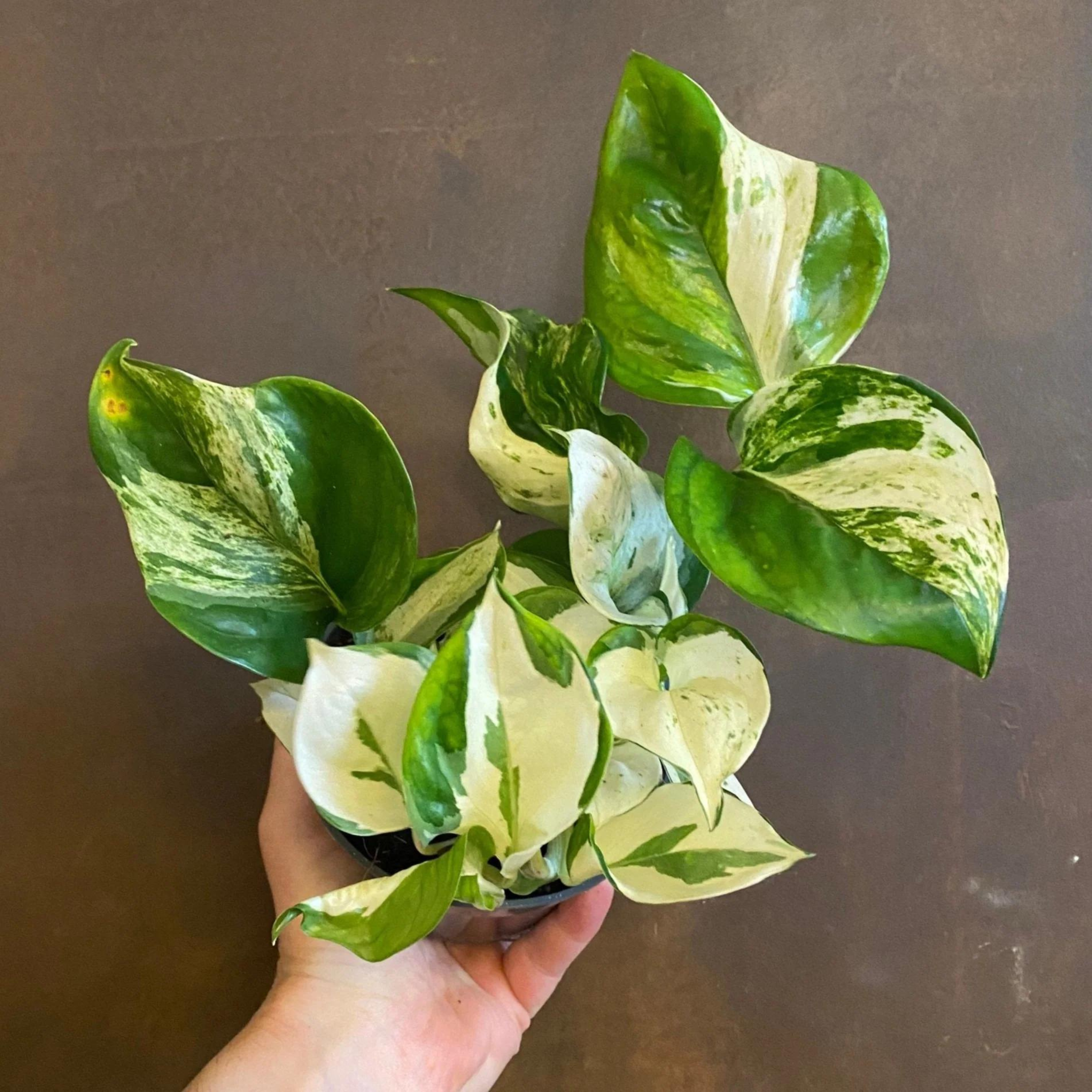 Manjula Pothos / Happy Leaf Pothos Indoor Live Plant