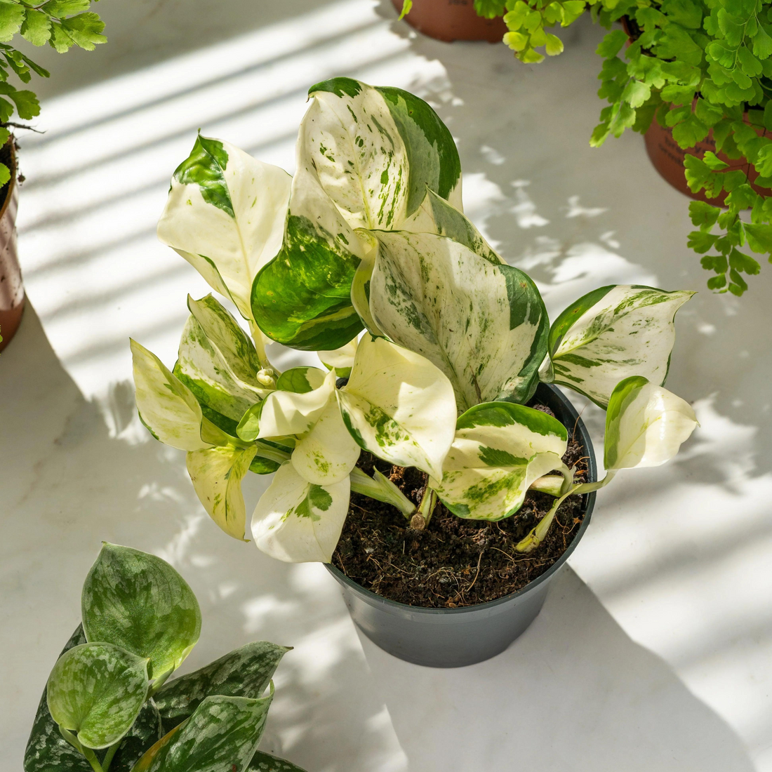 Manjula Pothos / Happy Leaf Pothos Indoor Live Plant