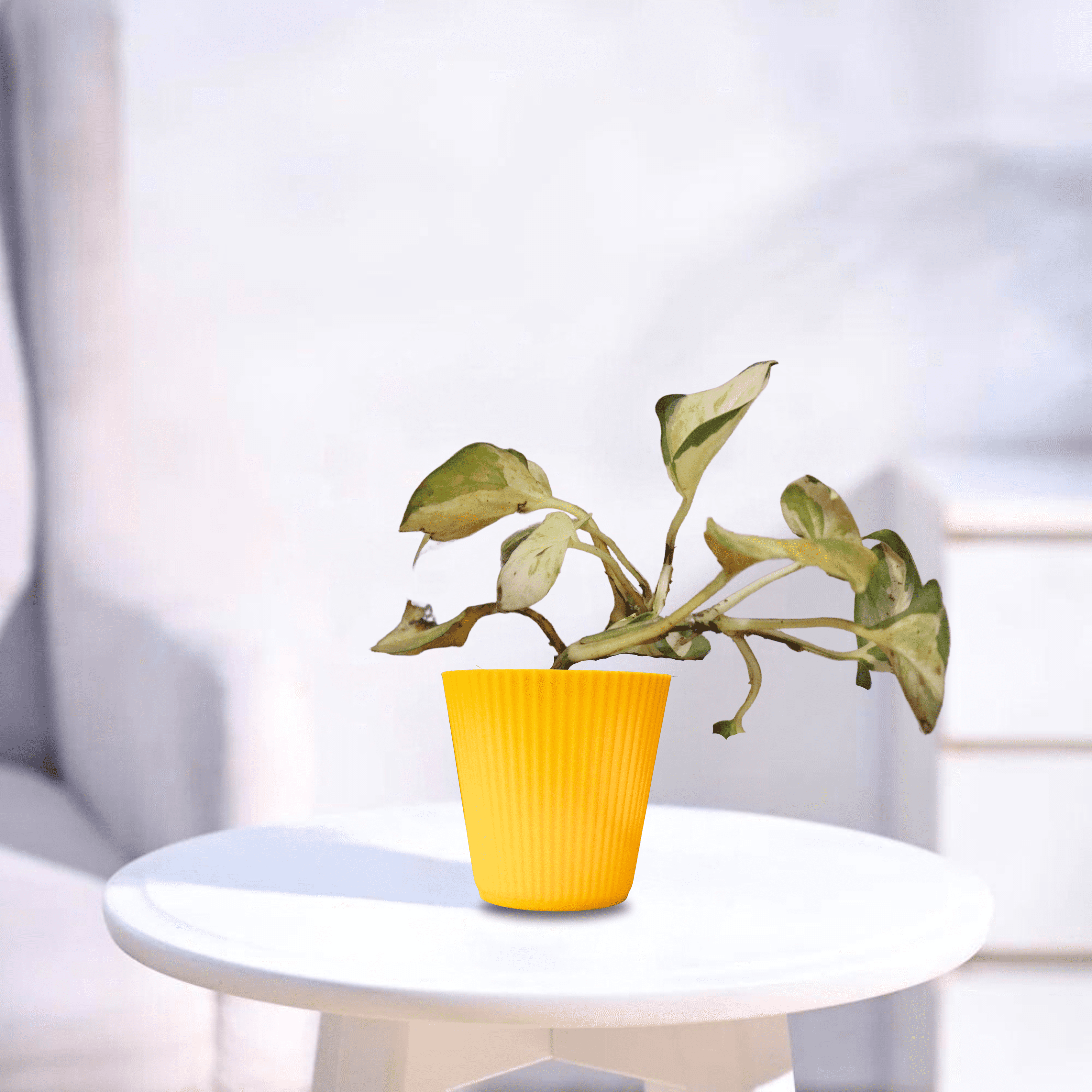 Manjula Pothos | Indoor Plant