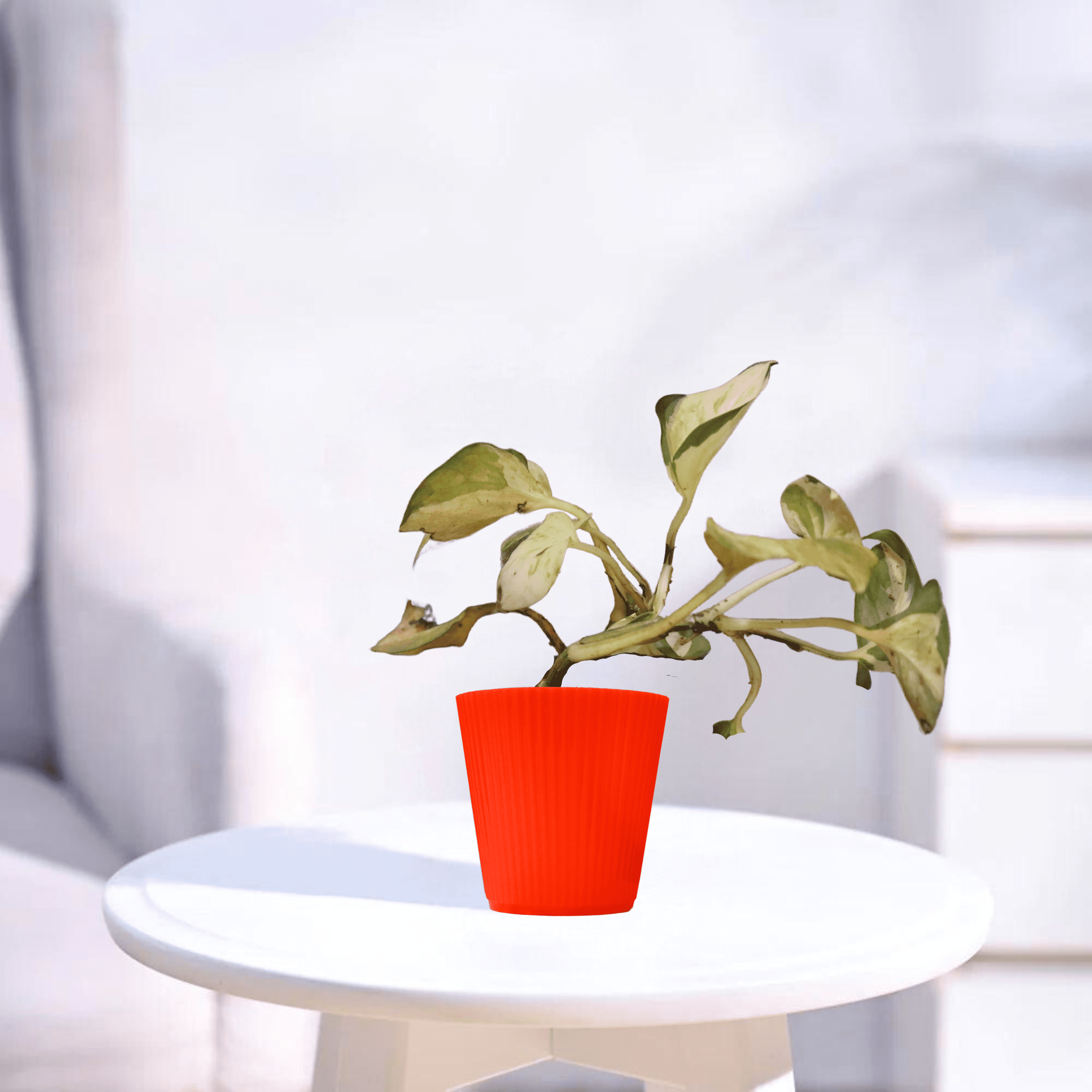 Manjula Pothos | Indoor Plant
