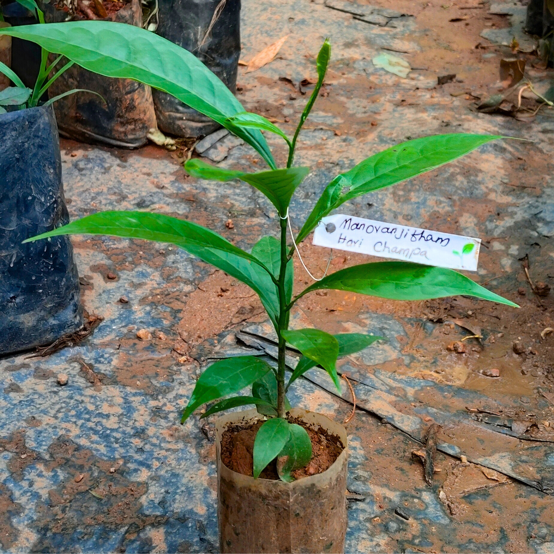 Manoranjitham (Artabotrys hexapetalus) Hari Champa Layered Live Plant